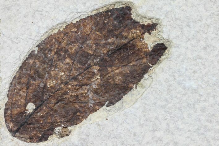Fossil Leaf (Unidentified) - Green River Formation #79548